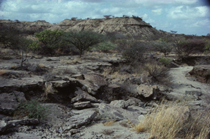 Kenya11X