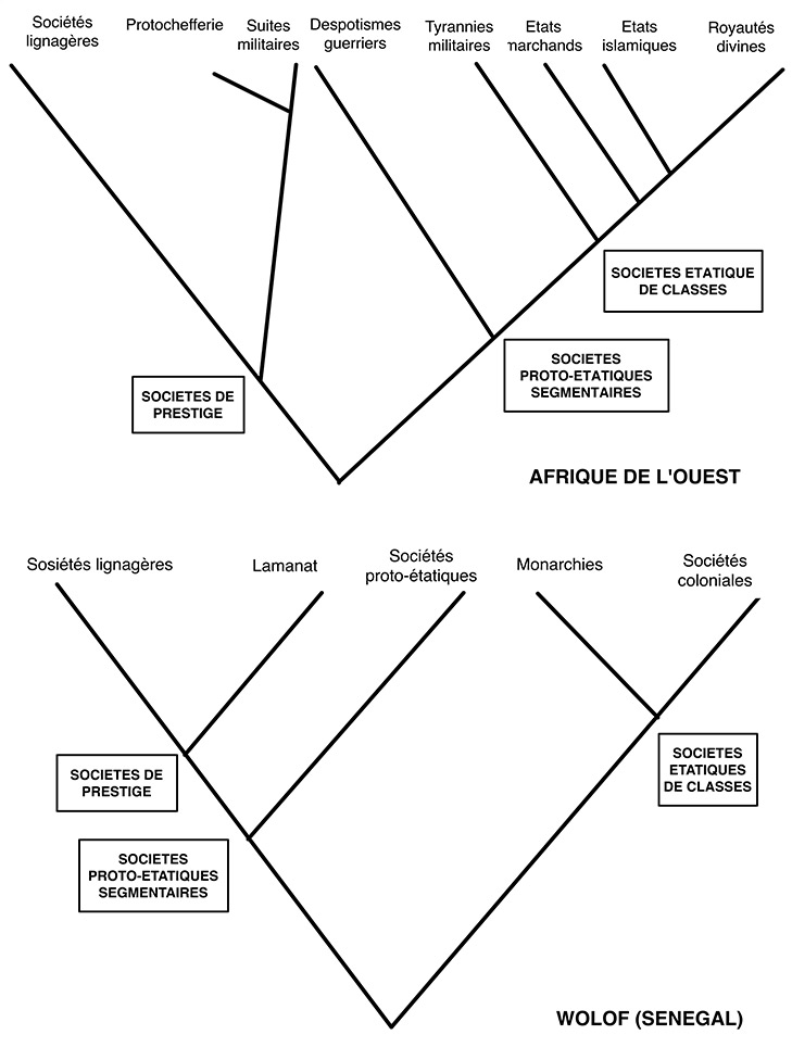 Fig. Analyse cladistique de la société wolof comparée à l'ensemble des sociétés ouest-africaines 