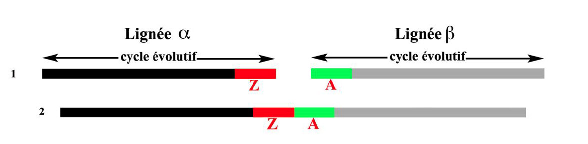 Fig. 2. Situation 1 (Z en fin de cycle, A en début de cycle). Regards ontologique (en haut) et historique (en bas) (Boëda 2013, fig. 150). 