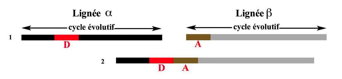 Fig. 5. Situations différentes de la lignée β (Boëda 2013, fig. 153).