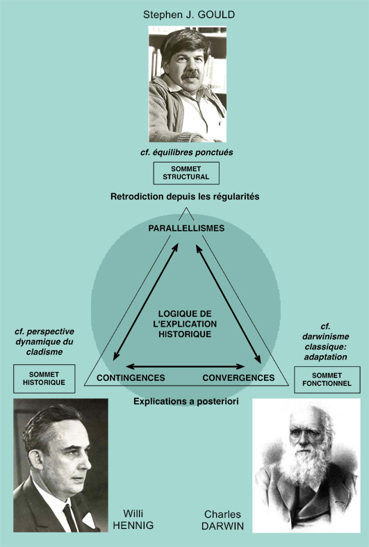 Figure 1. Modèle triangulaire de l'analyse historique. D'après Gould 2006, fig. 10-10 et 10-11a, b et c. Modifié.