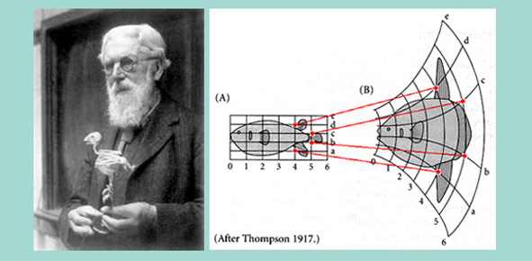 Figure 2. Le structuralisne de d'Arcy Thomson