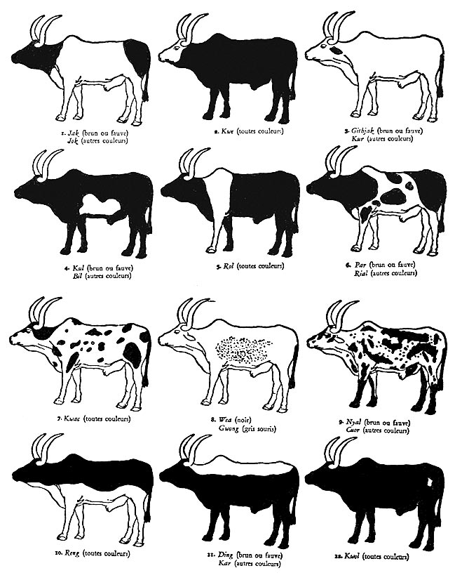 Fig. 4. Classification des robes naturelles du bétail chez les Nuer (Evans-Pritchard 1994, fig. 10).