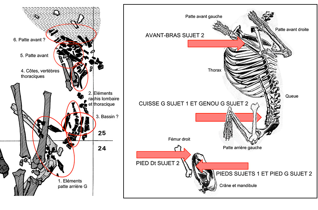 Fig. 3. Santhiou Kohel (Sénégal). Sépulture centrale du tumulus 43. Analyse des restes squelettiques du chien et identification des partie squelettiques originales permettant de restituer la découpe des quartiers et leurs positions par rapport aux deux premiers individus inhumés.