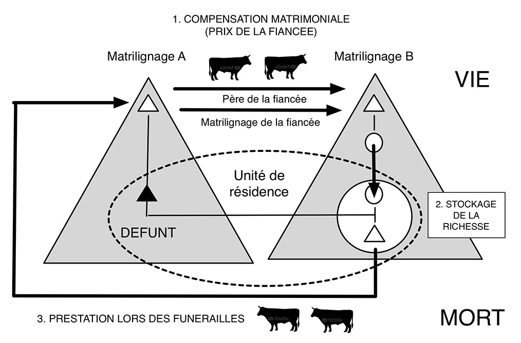 Fig. 6. Système de prestations - contre-prestations liant compensations matrimoniale et dons lors des funérailles. Schéma A. Gallay établi à partir des données de Dupire 1977.