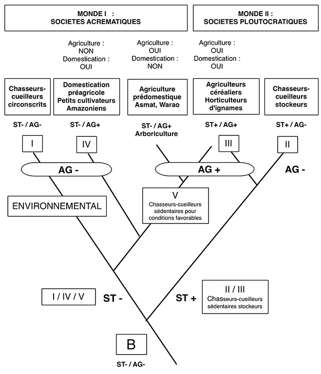 Fig. 6. Arborescence cladistique recomposée à partir de l’arbre proposé par Testart dans sa figure 34. 