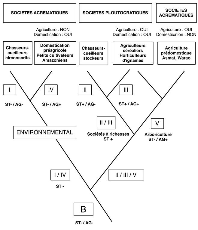 Fig. 5. Arborescence cladistique recomposée à partir de l’arbre proposé par Testart dans sa figure 29.