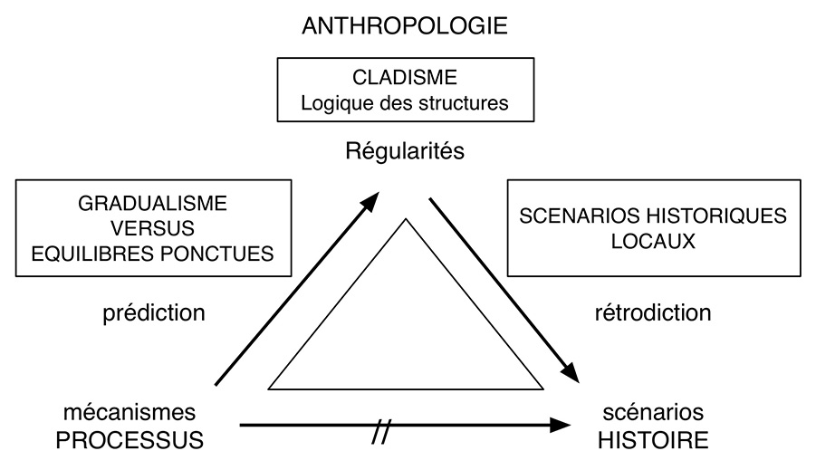 Fig. 7. Relations possibles entre le cladisme et les théories évolutionnistes en biologie