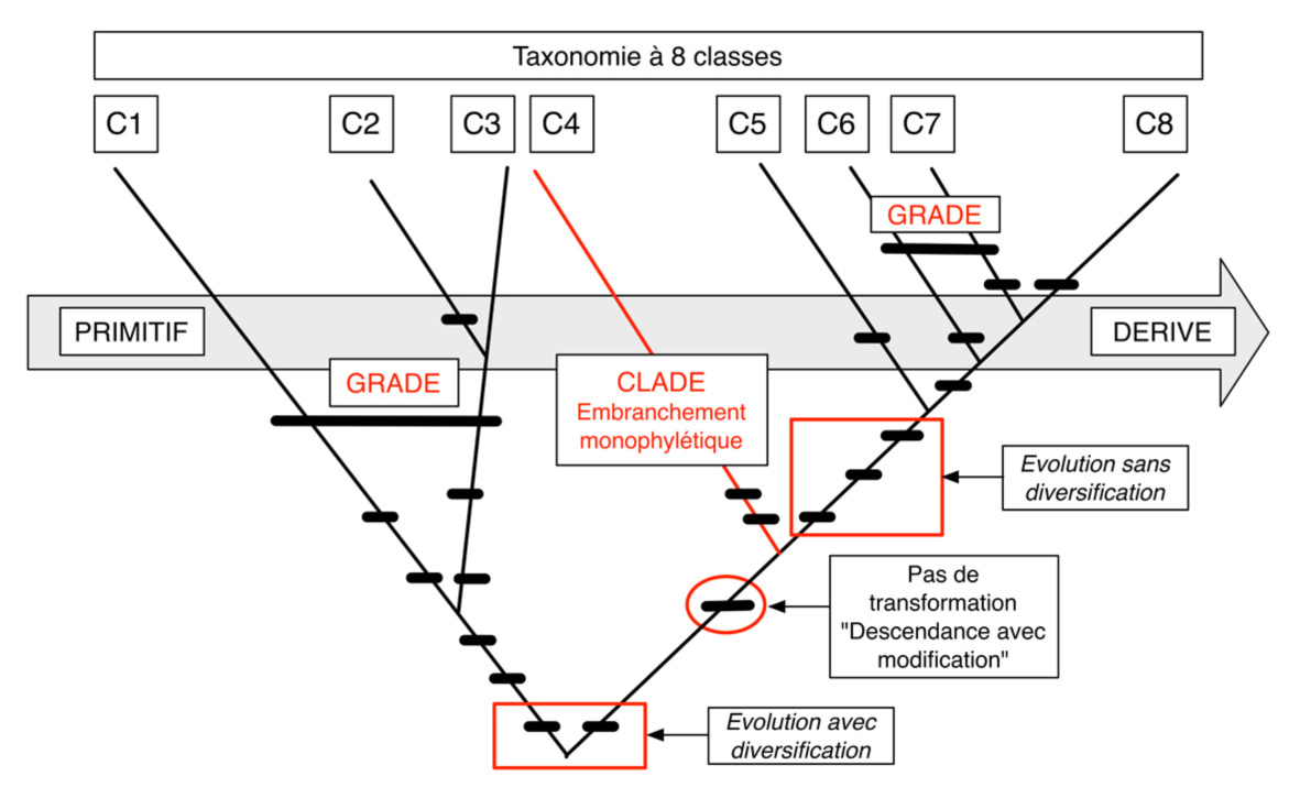 FIG2 Cladistique THEORIE