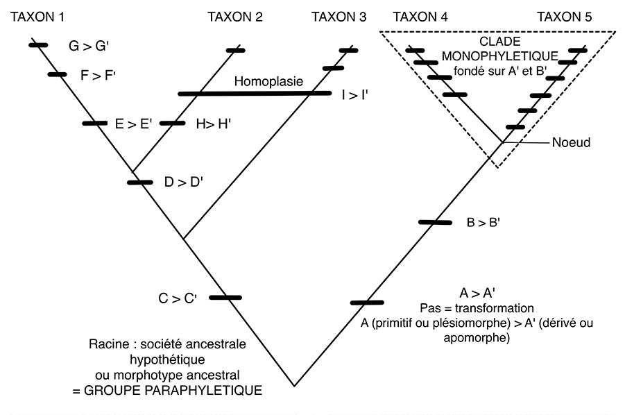 Terminologie cladistique 