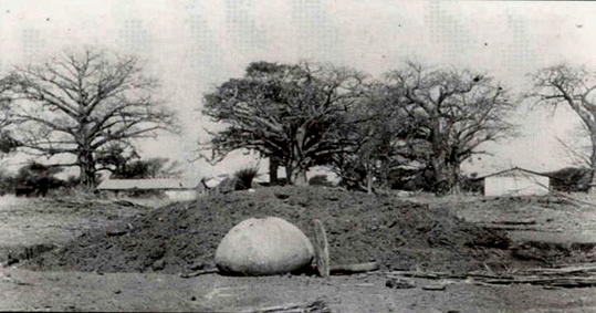 Fig. 12. Un cimetière sérer proche du village. On distingue, au pied des baobabs, trois toits de huttes recouvrant des tombes. Archives nationales du Sénégal.