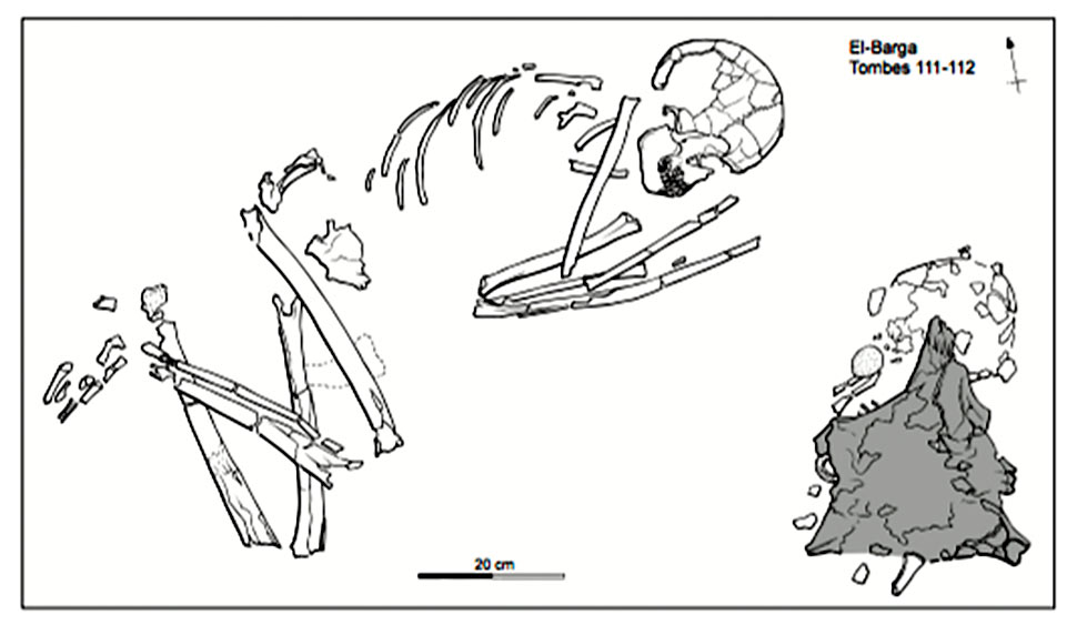  Fig. 14. El Barga. Tombe d’un homme de plus de 35 ans, disposé face à celle d’un enfant de deux ans. Un crâne de bœuf domestique a été déposé sur la sépulture d’enfant, face contre terre, les cornes dirigées vers l’est (en grisé) (Honegger 2005, fig. 17).