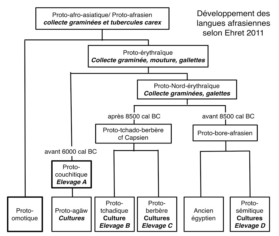  Fig. 6. Place des innovations économiques dans le développement du phylum afrasien d’après Ehret 2011. Les racines concernant l’élevage (A, B, C et D) sont distinctes et témoignent de développements autonomes. Les dates proposées par Ehret paraissent trop anciennes par rapport à la séquence du Soudan central, une référence qu’Ehret n’utilise pas.