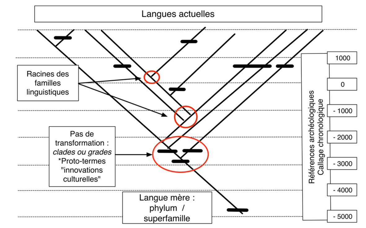 Fig7 CajagrChronoX