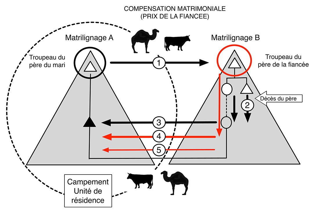 Fig. 7. Circulation des têtes de bétail entre famille et belle famille. 1. Prix de la fiancée. 2. Gestion des bêtes du prix de la fiancée par le fils aîné au moment du décès du père. 3. En alternative, retour des bêtes du prix de la fiancée au moment du décès du père. 4. Bêtes appartenant en propre à la fiancée. 5. Bêtes donnée en prêt par le père de la fiancée pour son approvisionnement en lait.