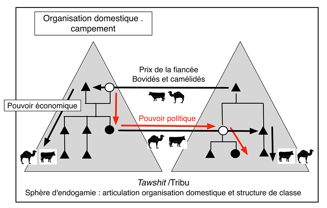 Fig. 8. Modalité de redistribution des pouvoirs économiques (lignées masculines) et politiques (lignées féminines) au sein de la tribu.