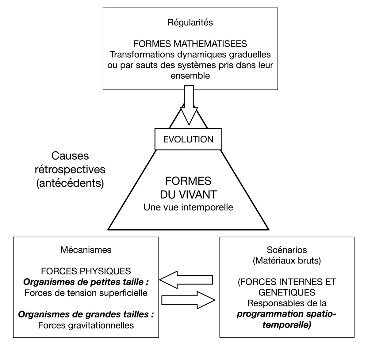 Fig. 1. Place des contraintes physiques dans le processus de connaissance. Ces dernières génèrent des configurations au niveau des régularités vues à travers des structures géométriques. Les mécanismes se distinguent selon que les formes abordées concernent des organismes de petites tailles ou de grandes tailles. Cette approche évacue la notion de temps et marginalise les scénarios concrets de l‘histoire relevant de la génétique et des contraintes environnementales. © Gallay.