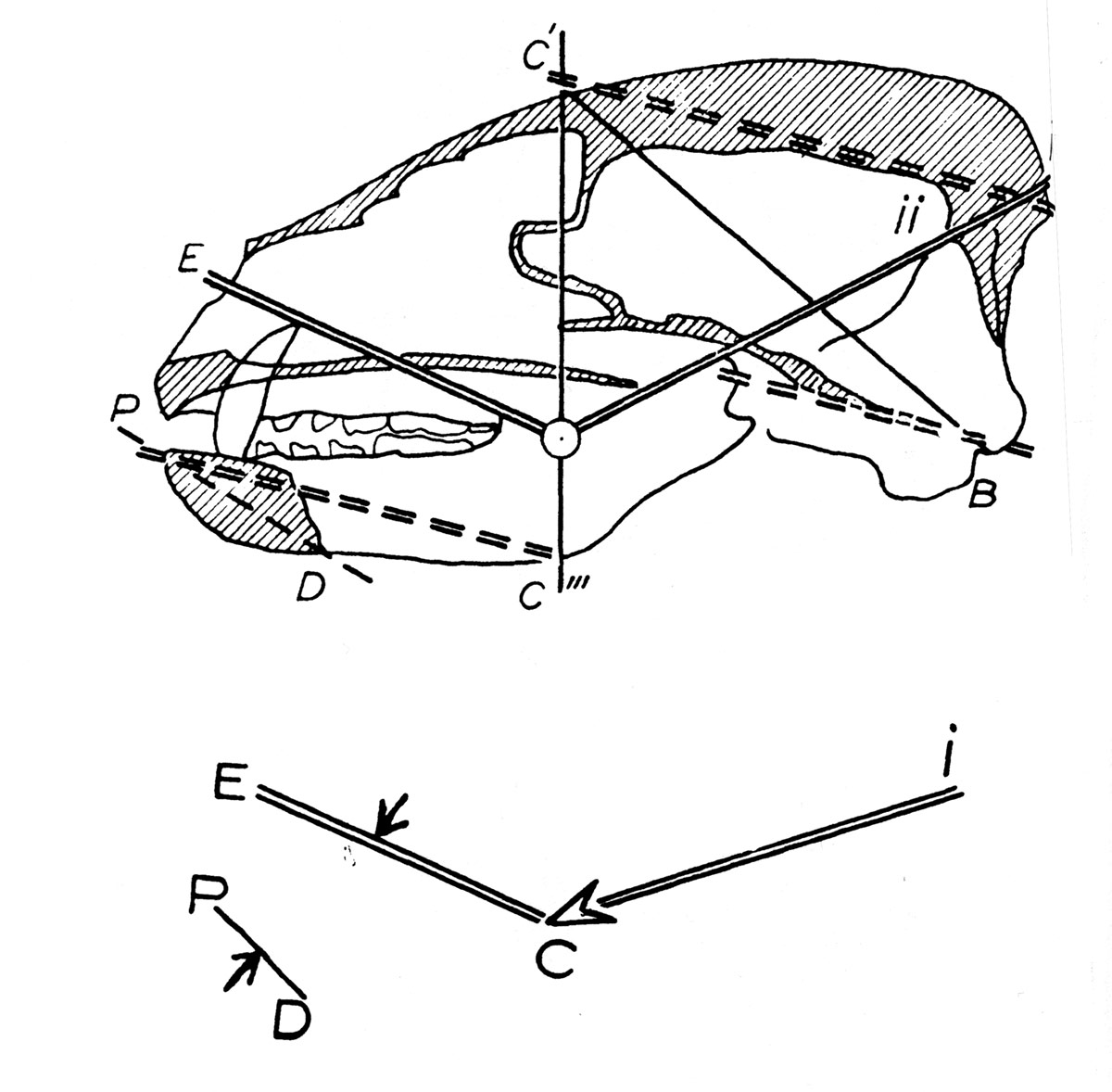 Fig. 11. Analyse des tracés du crâne du blaireau. Tracé d’appui. La symphise P-D correspond, dans l’ensemble P-D-I, à un couple de flexion et son importance comme appui est proportionnelle à l’importance des actions sur les dents antérieures. Elle est en « résonnance » mécanique avec une partie du plancher basillaire.