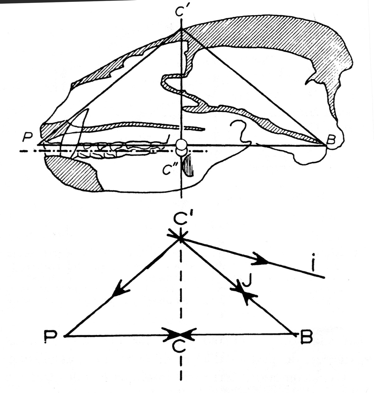 Fig. 9. Analyse des tracés du crâne du blaireau. Pour la simplification du tracé, le compas jugal n’est présent que dans les figures 5 et 7. La direction des vecteurs des différentes forces concourantes est marquée par des flèches. Tracé de suspension : noter l’équilibre des concourantes par paires P-C’et C’-I sur le tracé de tensions ; P-C et C-B, sur le tracé de compression. Le centre C correspond à la fois au point d’annulation des efforts le long de P-B et au passage de la résultante des forces du tracé P-C’-I. le point I correspond à l’annulation des efforts sur C’-B et peut marquer la région de flexures plano-cliviennes (LG, fig. 4).