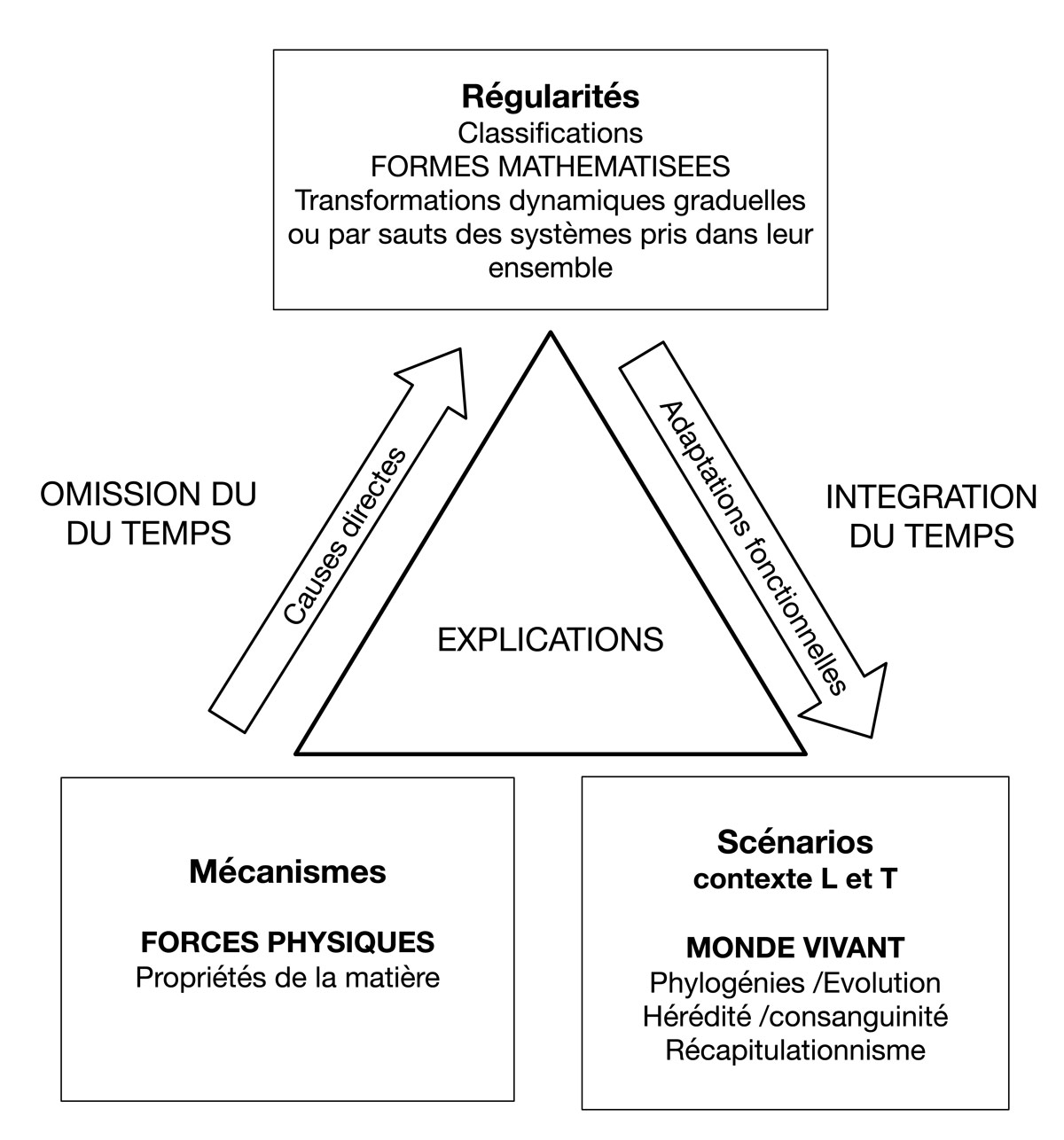 Fig. 5. Les contraintes temporelles dans le processus interprétatif de D’Arcy Thomson. © Gallay.