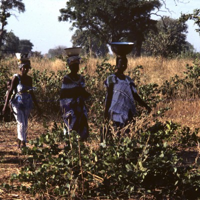 Les femmes apportent le repas 